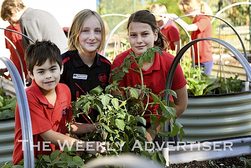 Troy Winfield, Matilda Sudholz and Vivienne Newton work in the garden at Laharum Primary School.