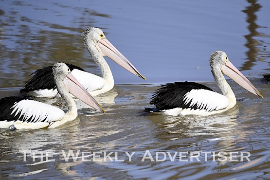 A flock of pelicans on the Wimmera River in Horsham.