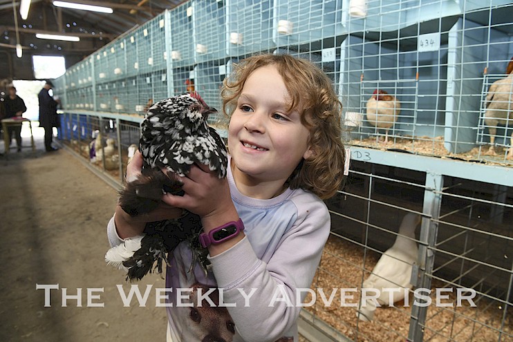 Emily Rudolph with her Belgian Barbu D'Vccle at Wimmera Poultry Club Championship Poultry Show at Horsham Showgrounds.