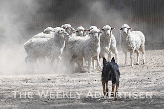 Sheepdogs and their handlers will make their way to Edenhope showground for a Trans-Tasman sheepdog trial at the weekend.