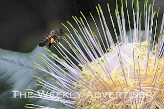 A bee on a dryandra.