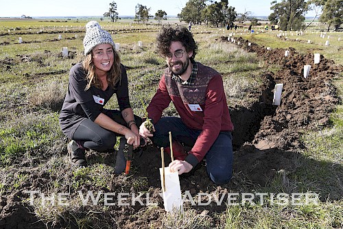 Holly Jones, Melbourne, and Ben Werner, Ballarat, planting trees at Gerang Gerung for Hindmarsh Plantout.