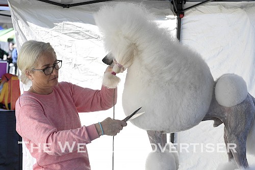 Kylie Tatti with her standard poodle Roma at Horsham Wimmera Kennel Club show at Horsham Showgrounds