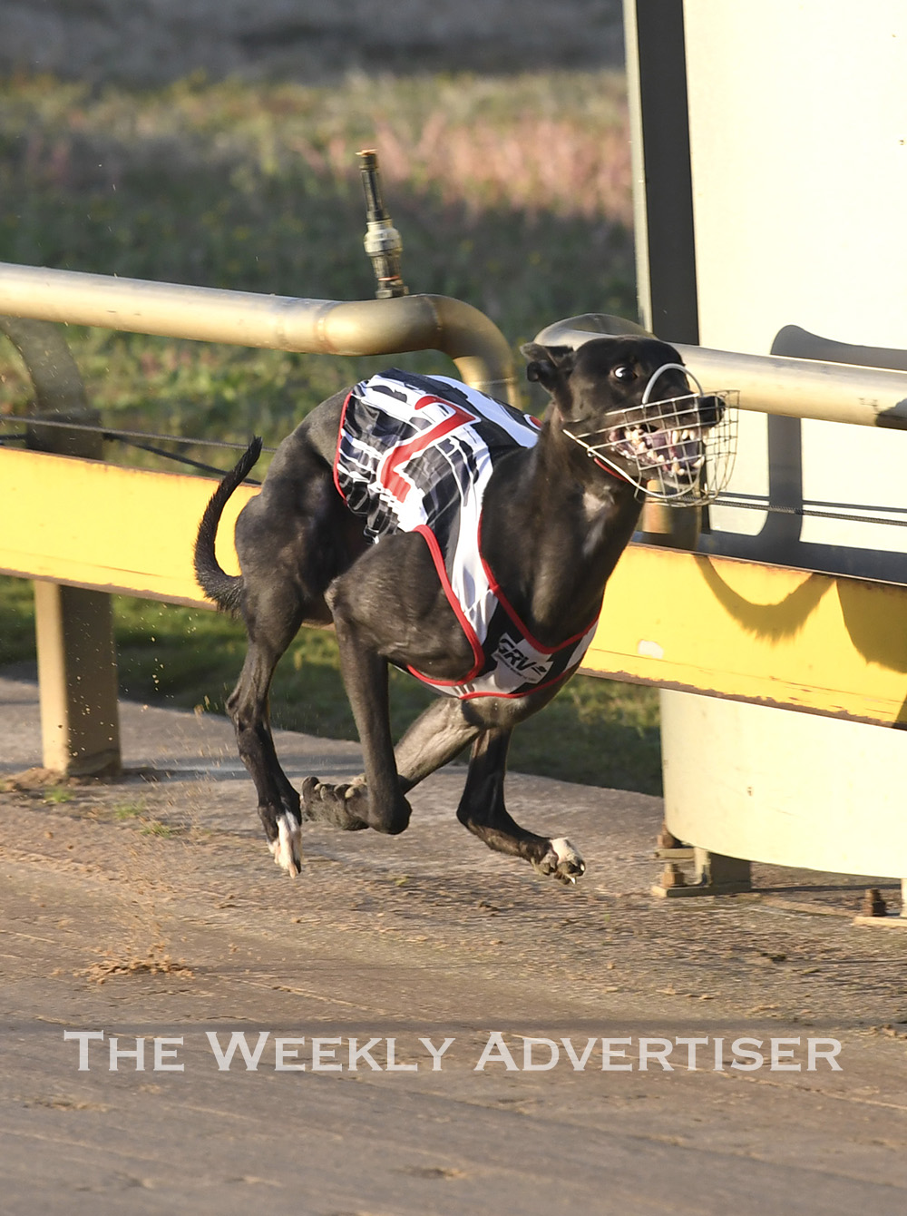 Horsham Greyhound Racing Club - Visit Wimmera Mallee