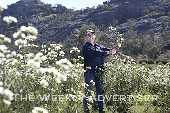 FIRST PICK: Jo Gardner from Australian Wildflowers inspects the first commercial crop of Geraldton wax flowers at Mt Talbot since fire ravaged the farm in 2015. The fire all but wiped out the plantation near Telangatuk, south of Horsham, forcing Australian Wildflowers into a mass replanting program. It takes Geraldton wax plants between five and seven years to produce commercial-quantity flowers. Picture: PAUL CARRACHER