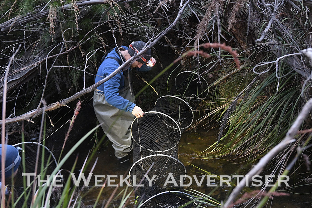 PHOTOS: Grampians platypus rescue plan starts on high - The Weekly  Advertiser